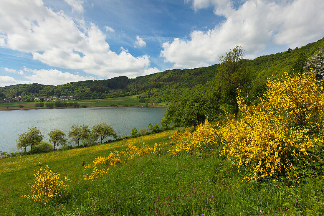 Ginster am Meerfelder Maar, Vulkaneifel, Eifel, Rheinland-Pfalz, Deutschland