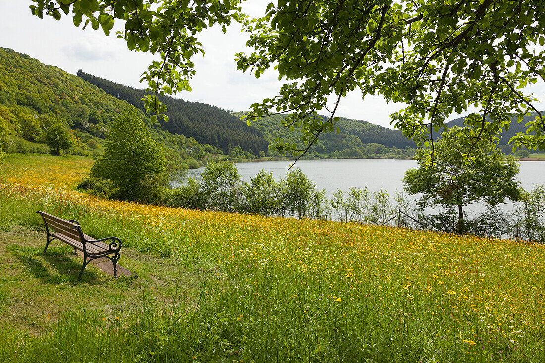 Am Meerfelder Maar, Vulkaneifel, Eifel, Rheinland-Pfalz, Deutschland