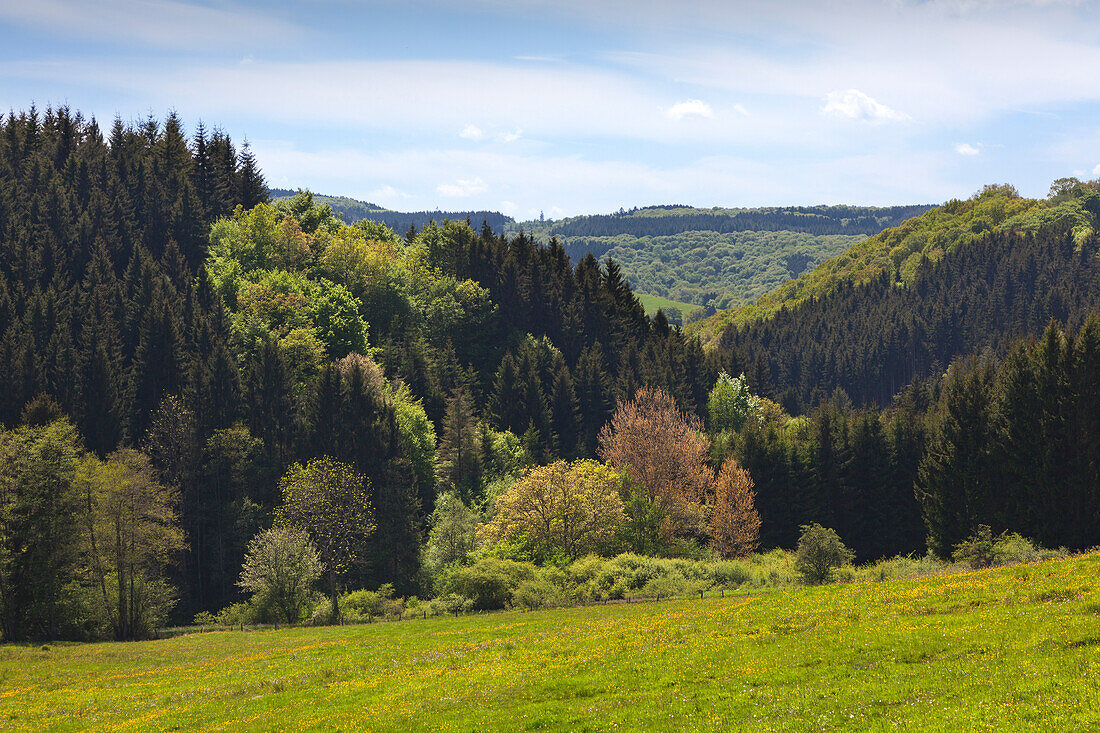 Landschaft bei Gerolstein, Eifelsteig, Vulkaneifel, Eifel, Rheinland-Pfalz, Deutschland