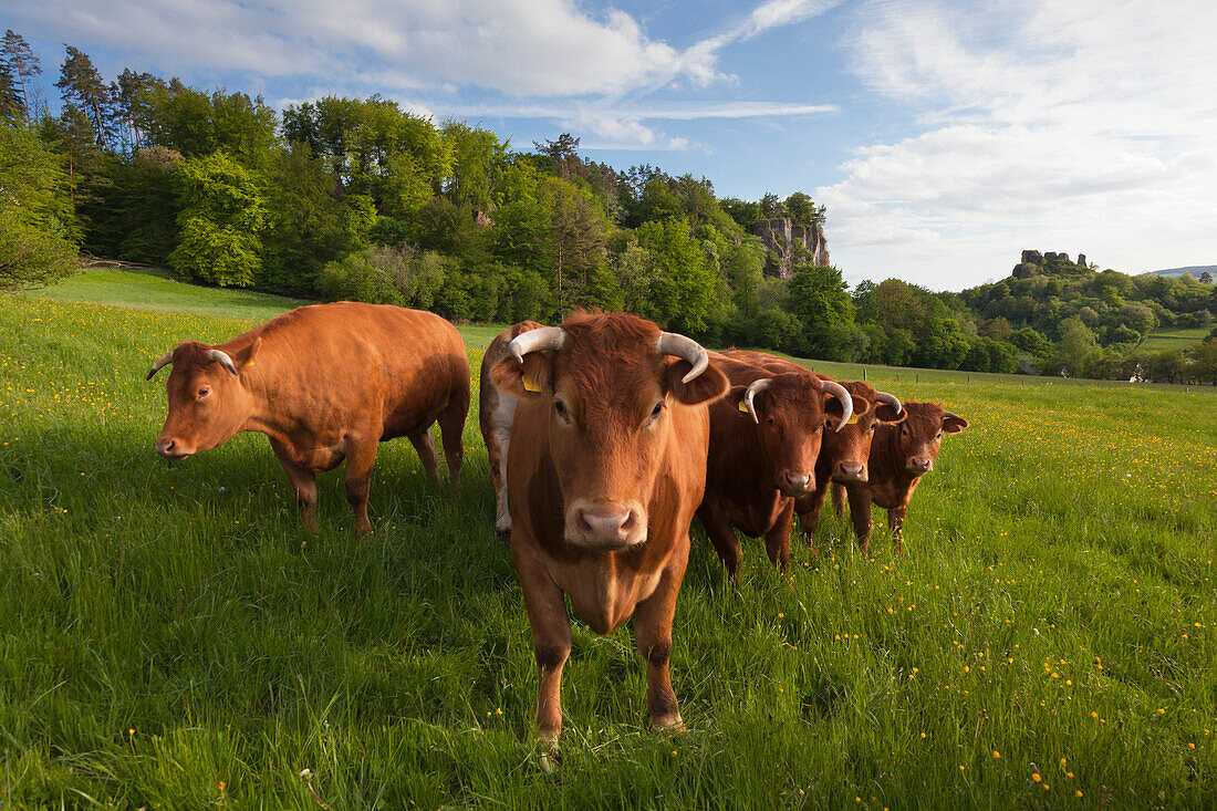 Grazing cattle in front of the Dolomit rocks, near Gerolstein, Eifelsteig hiking trail, Vulkaneifel, Eifel, Rhineland-Palatinate, Germany