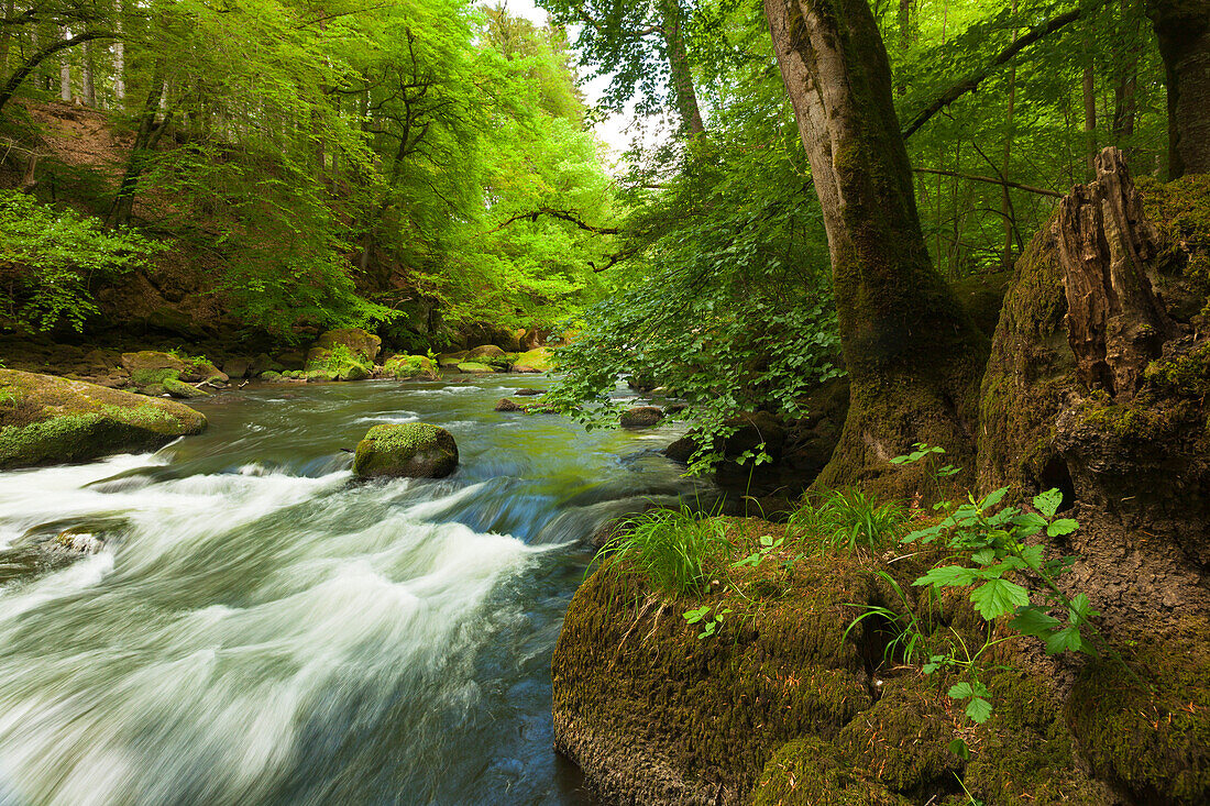 Irreler waterfalls, cataracts of the Pruem rivulet, nature park Suedeifel, Eifel, Rhineland-Palatinate, Germany