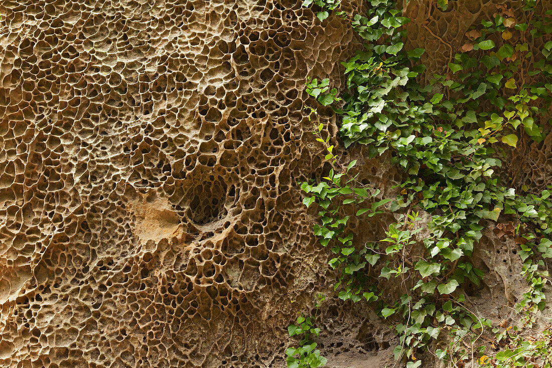 Wabenverwitterung an Sandsteinfelsen, Teufelsschlucht, Naturpark Südeifel, Eifel, Rheinland-Pfalz, Deutschland