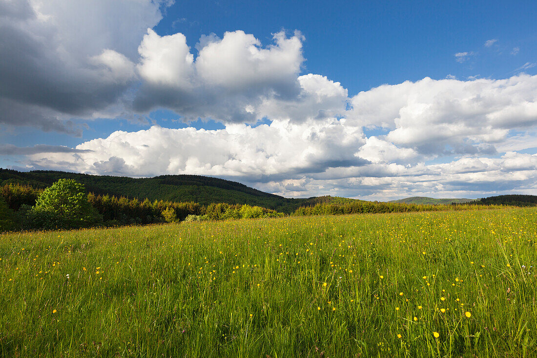 Blumen auf einer Wiese, bei Daun, Eifelsteig, Vulkaneifel, Eifel, Rheinland-Pfalz, Deutschland