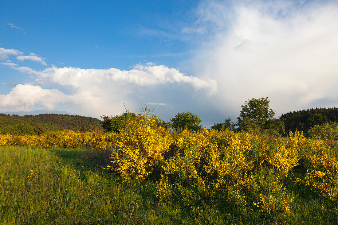 Landschaft mit Ginster bei Nürburg, Eifel, Rheinland-Pfalz, Deutschland