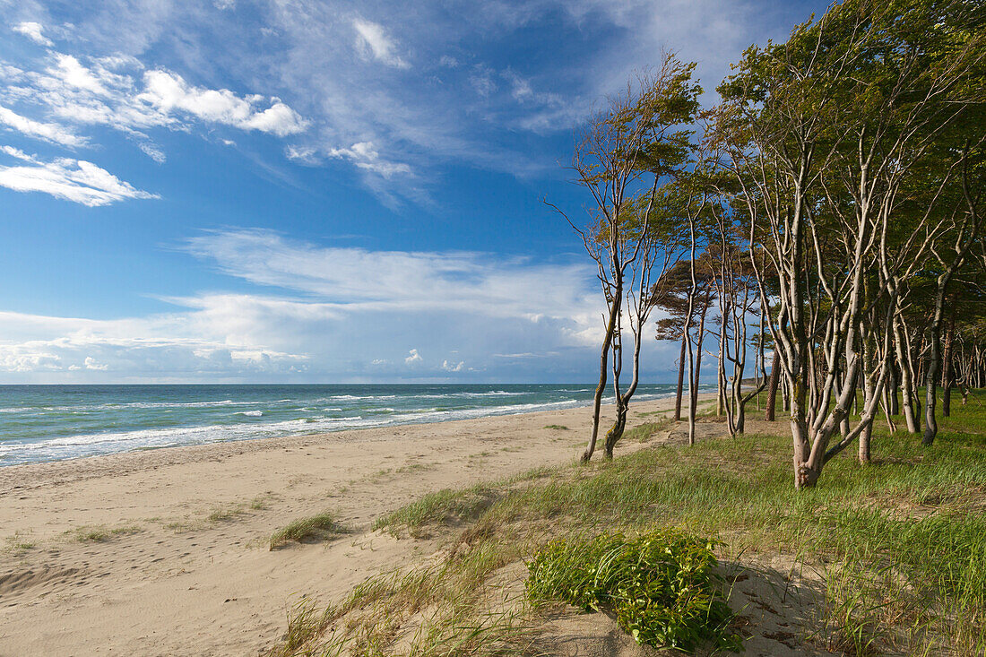 Weststrand, Darss, Nationalpark Vorpommersche Boddenlandschaft, Ostsee, Mecklenburg-Vorpommern, Deutschland