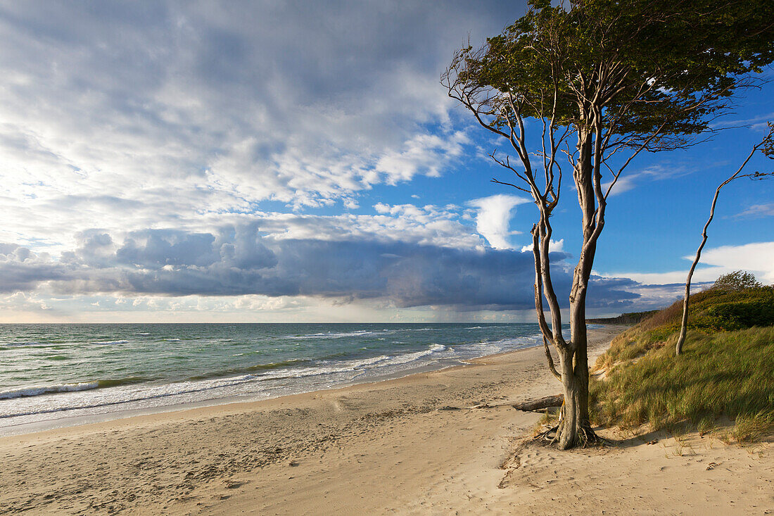 Weststrand, Darss, Nationalpark Vorpommersche Boddenlandschaft, Ostsee, Mecklenburg-Vorpommern, Deutschland