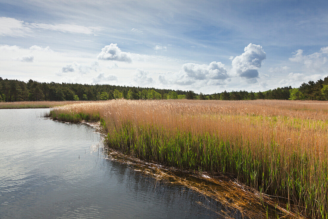 Darsser Ort, Darss, National Park Vorpommersche Boddenlandschaft, Baltic Sea, Mecklenburg-West Pomerania, Germany