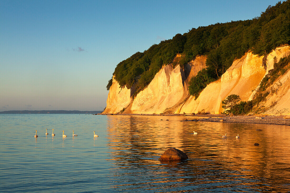 Schwäne vor den Kreidefelsen, Nationalpark Jasmund, Insel Rügen, Ostsee, Mecklenburg-Vorpommern, Deutschland