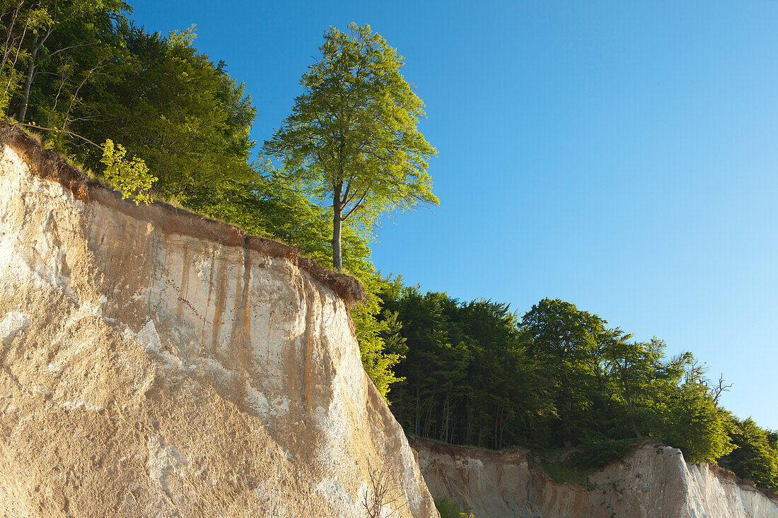 Beech at the brim of the chalk cliff, National Park Jasmund, Ruegen island,  Baltic Sea, Mecklenburg-West Pomerania, Germany