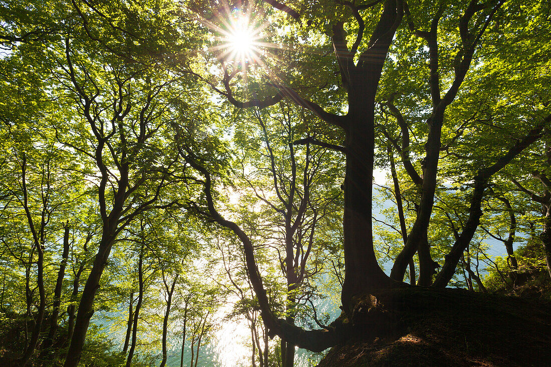 Buchenwald oberhalb der Kreidefelsen, Nationalpark Jasmund, Insel Rügen, Ostsee, Mecklenburg-Vorpommern, Deutschland