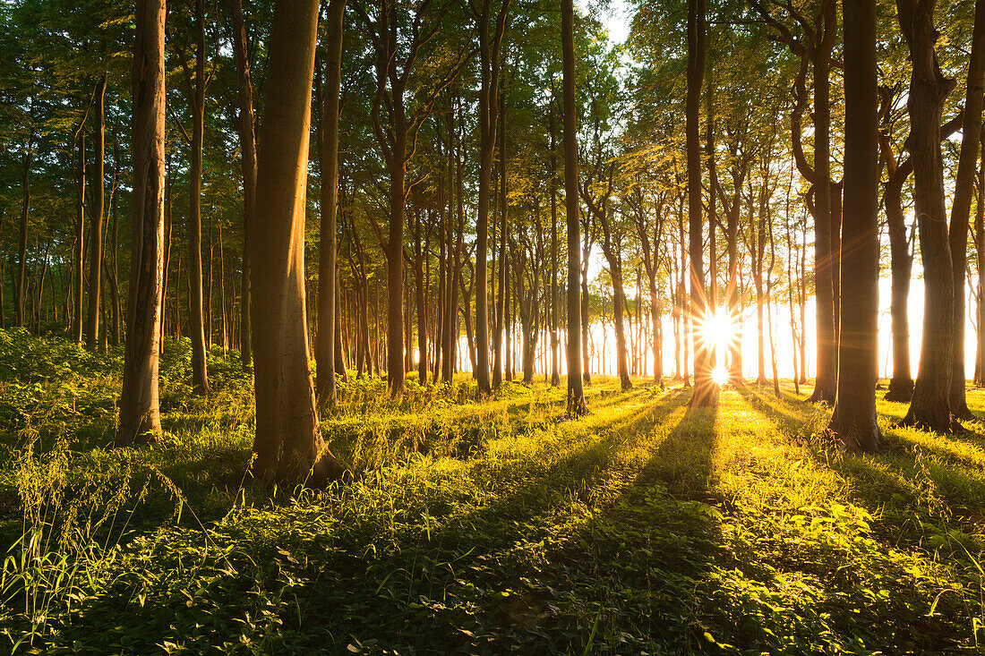 Gespensterwald bei Nienhagen,  Ostsee, Mecklenburg-Vorpommern, Deutschland