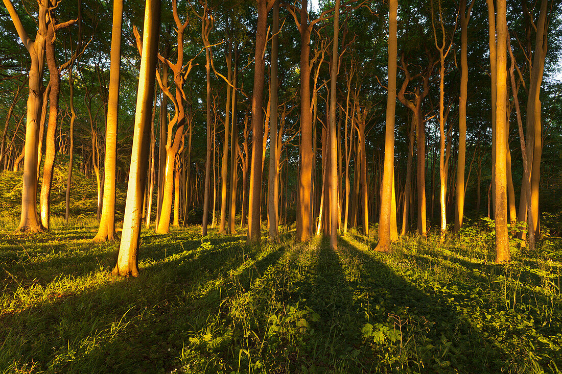 Gespensterwald near Nienhagen, Baltic Sea, Mecklenburg-West Pomerania, Germany