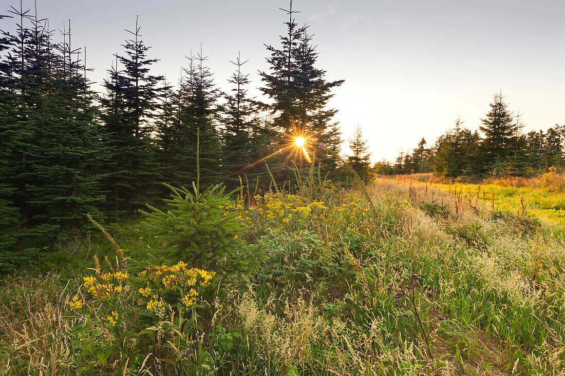 Am Kahlen Asten, bei Winterberg, Rothaarsteig, Rothaargebirge, Sauerland, Nordrhein-Westfalen, Deutschland