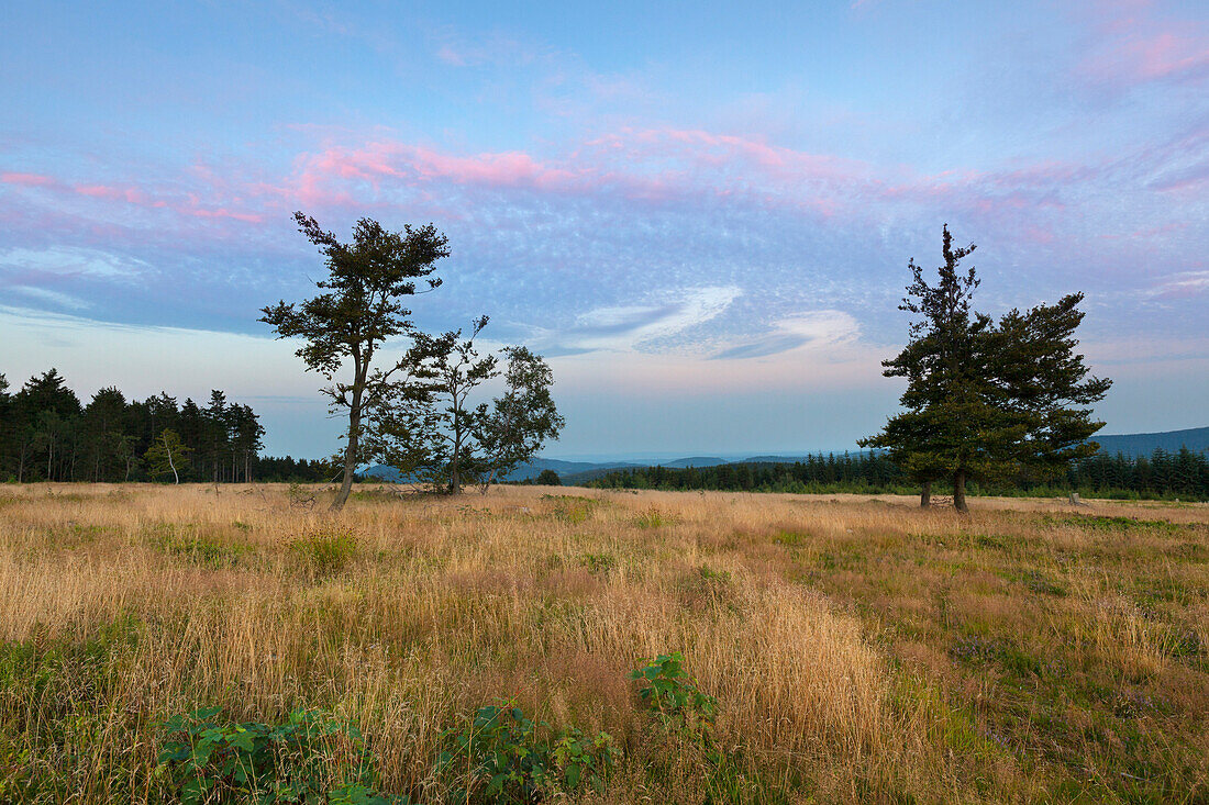 Am Kahlen Asten, bei Winterberg, Rothaarsteig, Rothaargebirge, Sauerland, Nordrhein-Westfalen, Deutschland