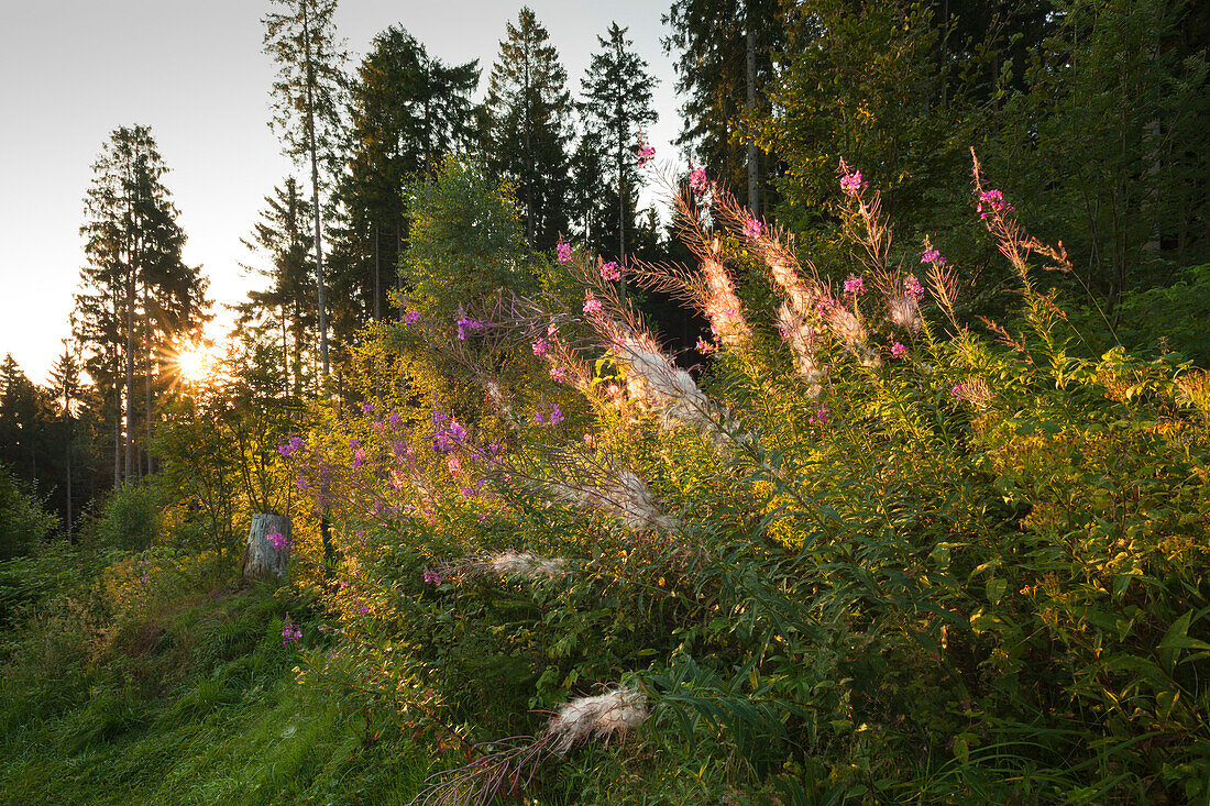 Willow-herb at the hiking trail to the rock formation Bruchhauser Steine, Rothaarsteig hiking trail, Rothaargebirge, Sauerland region, North Rhine-Westphalia, Germany