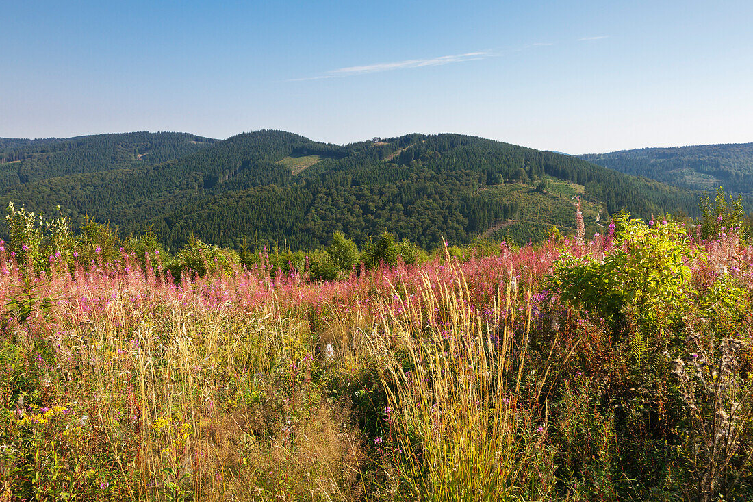 Willowherbs in a meadow, Rothaarsteig hiking trail, Rothaargebirge, Sauerland region, North Rhine-Westphalia, Germany