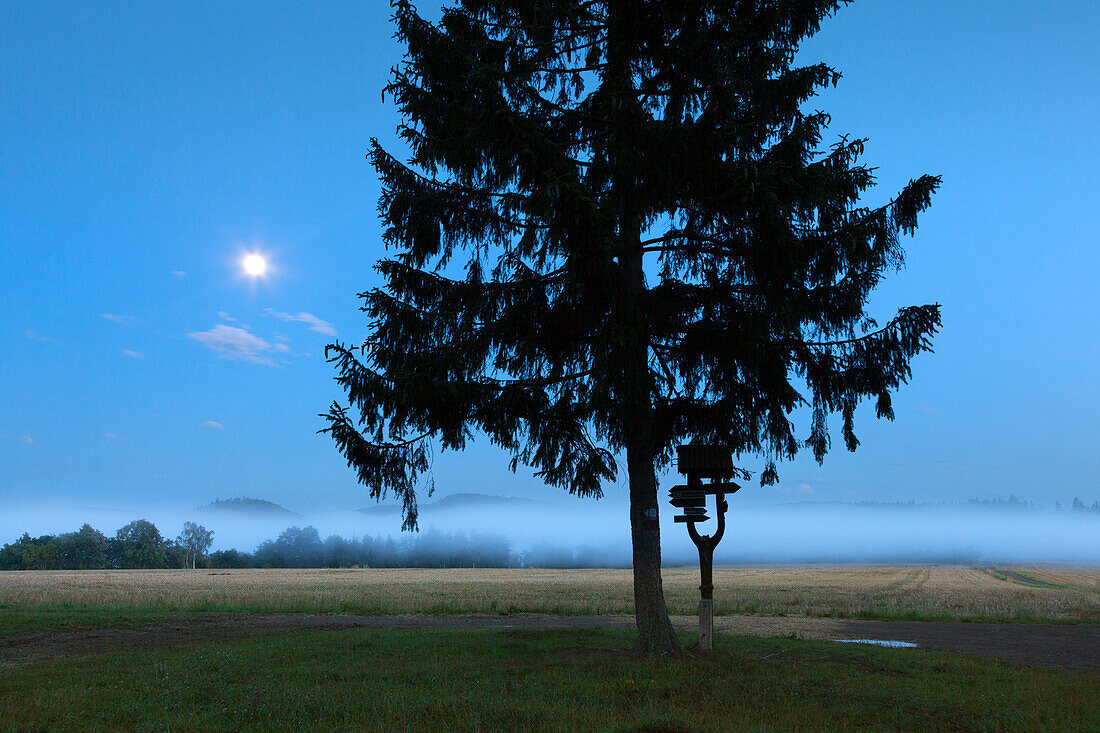 Signpost beneath a fir tree at full moon, nature park Thueringer Schiefergebirge / Obere Saale,  Thuringia, Germany