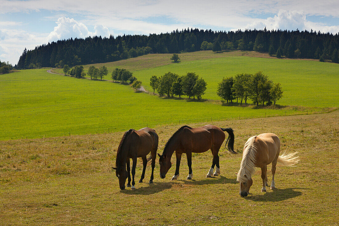 Horses on a meadow at Meuselbacher Kuppe, nature park Thueringer Wald, Thuringia, Germany