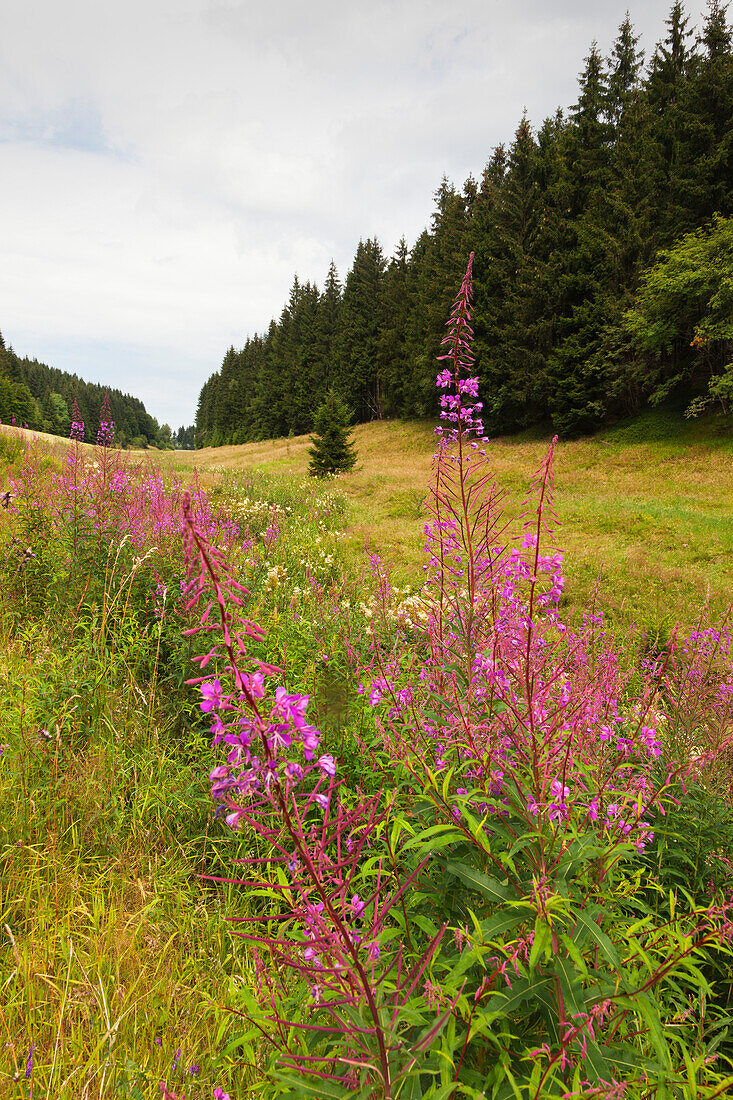 Willow-herb at a valley near Lauscha village, nature park Thueringer Wald,  Thuringia, Germany