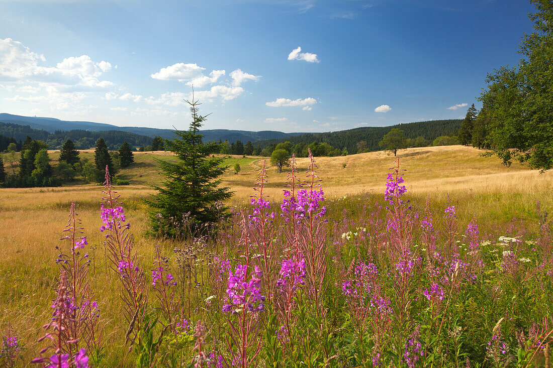 Willow-herb, Rennsteig hiking trail, near Stuetzerbach, nature park Thueringer Wald,  Thuringia, Germany