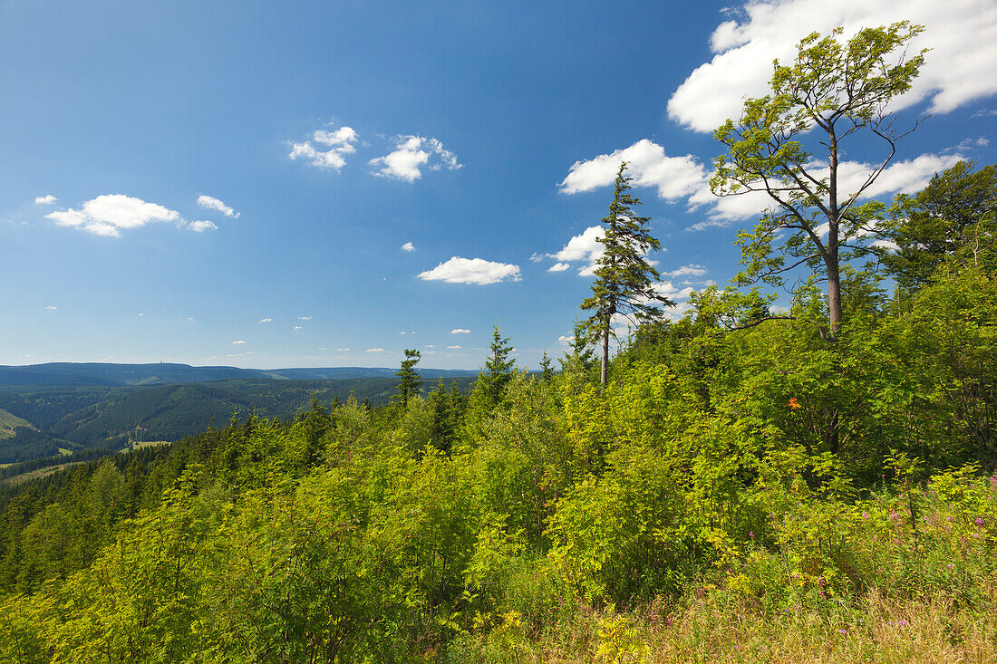 Blick vom Kickelhahn bei Ilmenau, Goethe-Wanderweg, Naturpark Thüringer Wald, Thüringen, Deutschland