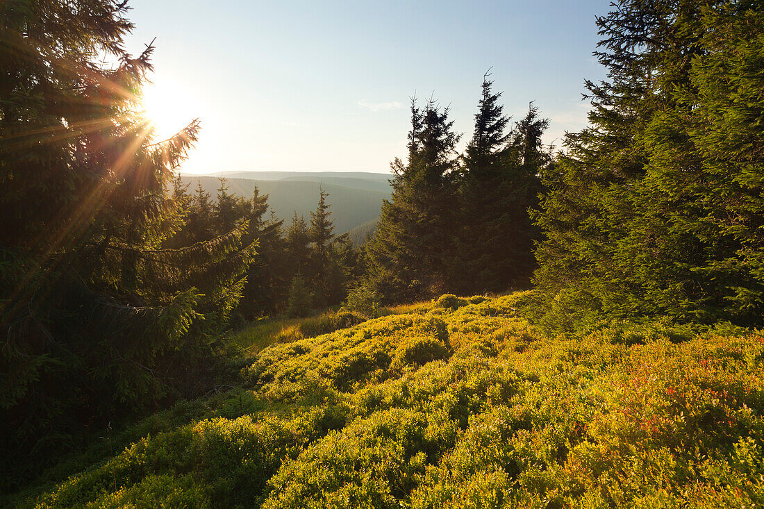 Sunset at Schneekopf hill, nature park Thueringer Wald,  Thuringia, Germany