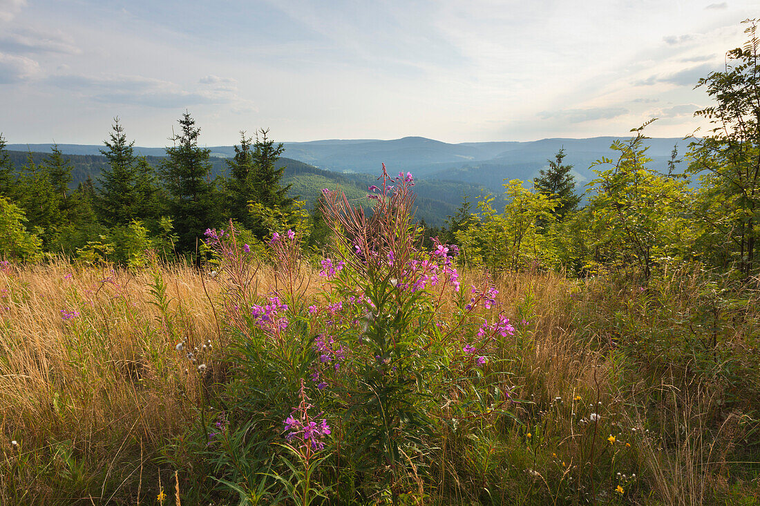 Blick vom Kickelhahn bei Ilmenau, Goethe-Wanderweg, Naturpark Thüringer Wald, Thüringen, Deutschland