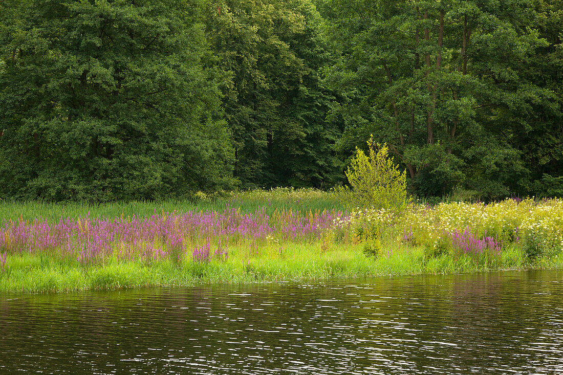 Saale-Ufer am Schloss Burgk, Naturpark Thüringer Schiefergebirge / Obere Saale, Thüringen, Deutschland