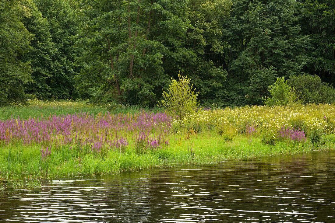 Saale banks near Burgk castle, nature park Thueringer Schiefergebirge / Obere Saale,  Thuringia, Germany