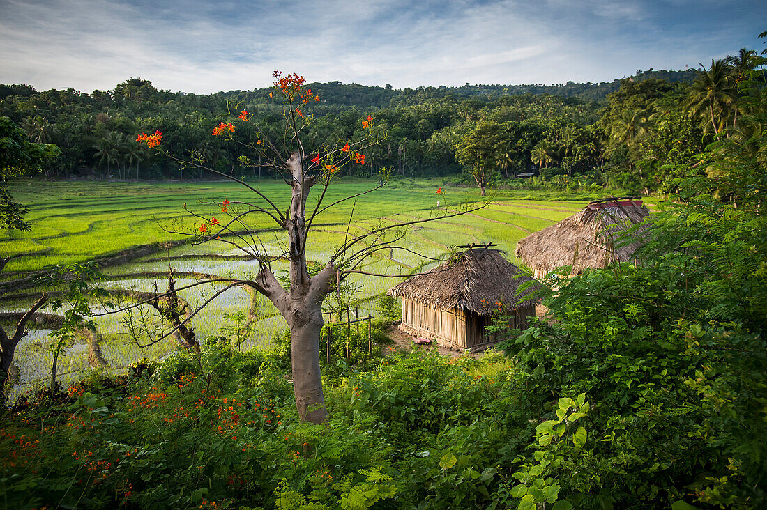 A rice field in the mountains, Timor-Leste