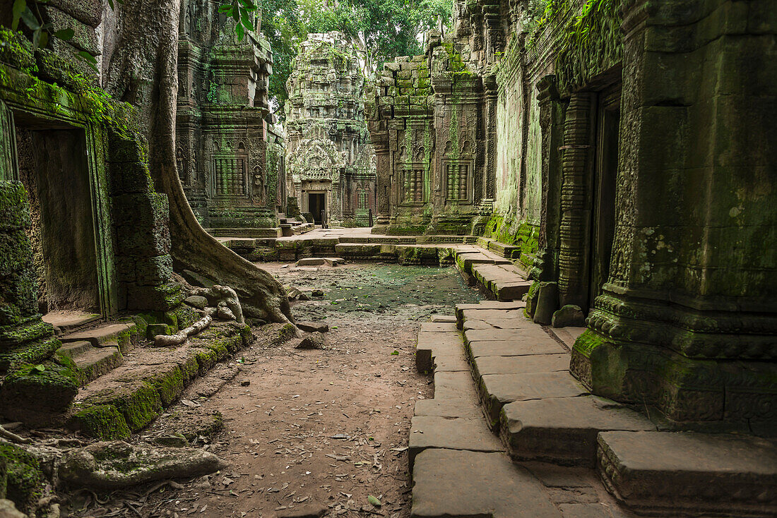 Ta Prohm, impressive temple in Angkor area built in the twelfth century, Siem Reap, Cambodia