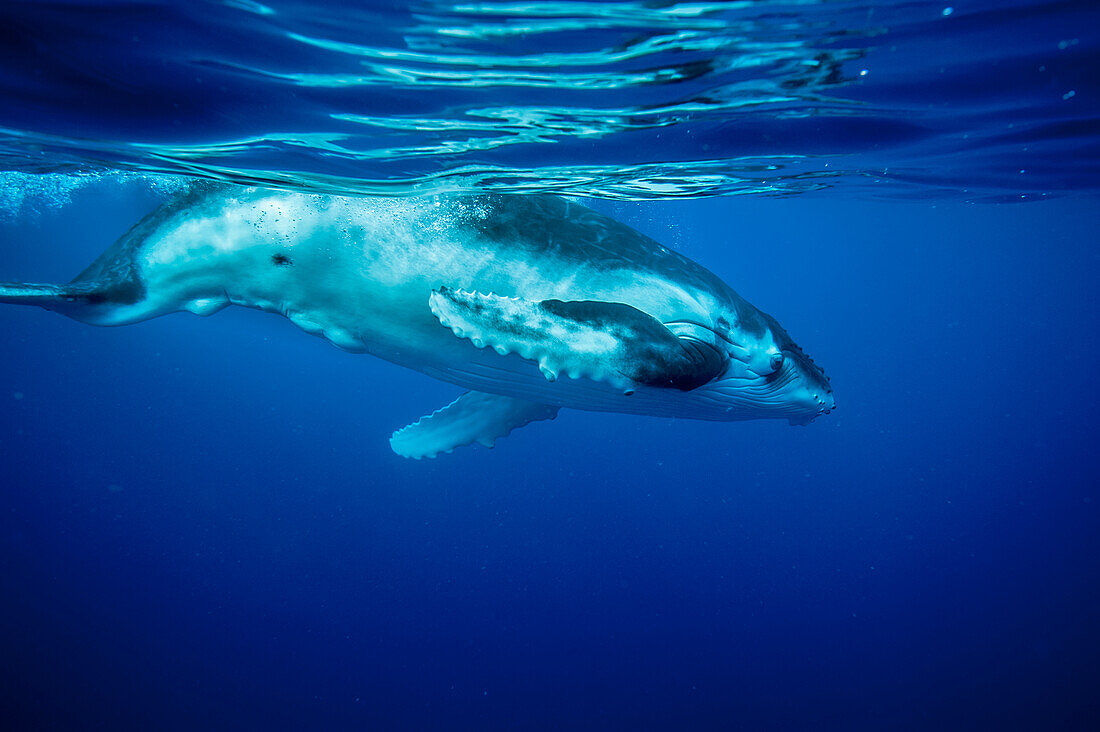 Baby Humpback Whale (Megaptera novaeangliae) swimming, Vavau, Tonga