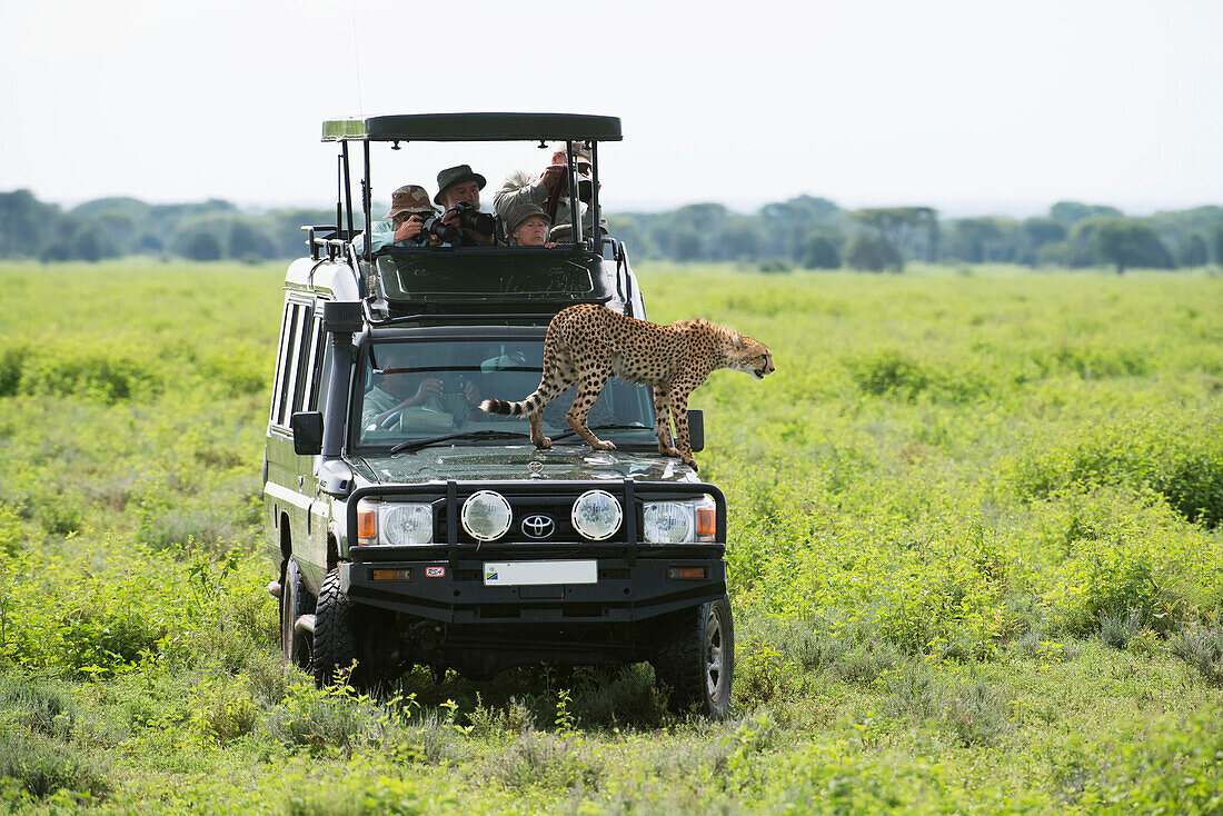 Tourists are thrilled by a close up view of a cheetah that has jumped up on their safari vehicle to get a better view of the grasslands near Ndutu in Ngorongoro Crater, Tanzania