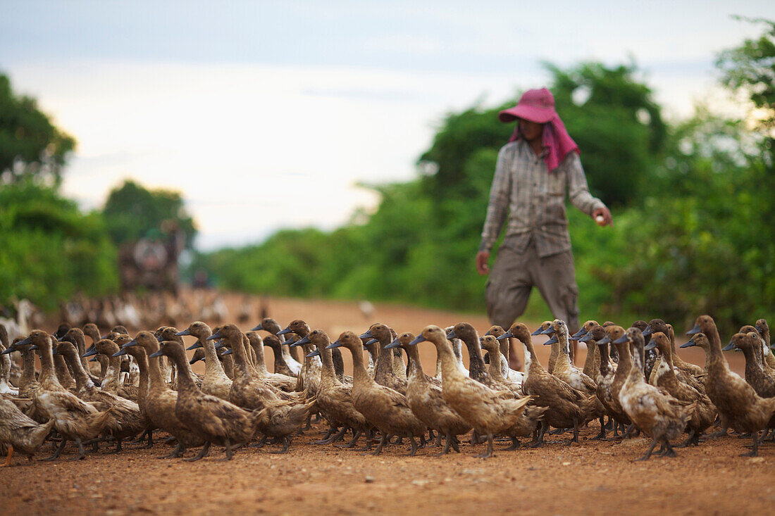 Duck herding, Battambang, Cambodia