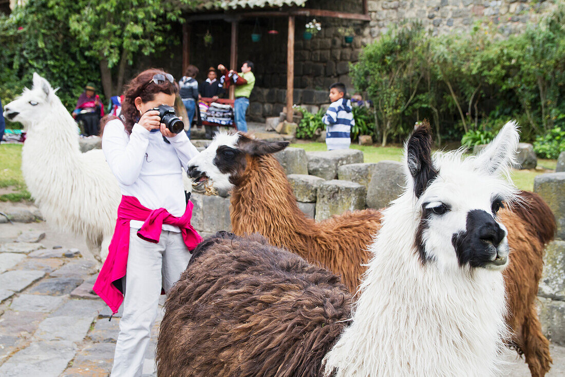 People feeding llamas in the courtyard of Hacienda San Agustin de Callo, Cotopaxi, Ecuador