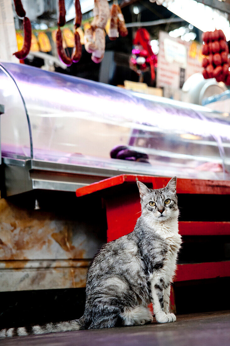 Cat In Front Of A Butcher In Mercado De San Telmo, San Telmo, Buenos Aires, Argentina