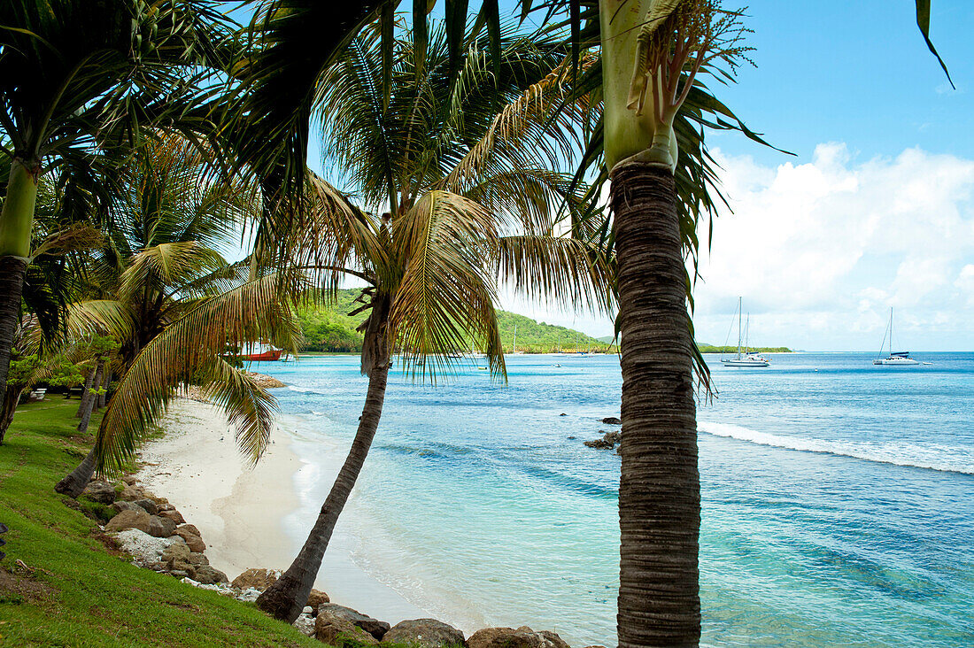 Beach In Mustique Island, St Vincent And The Grenadines, West Indies