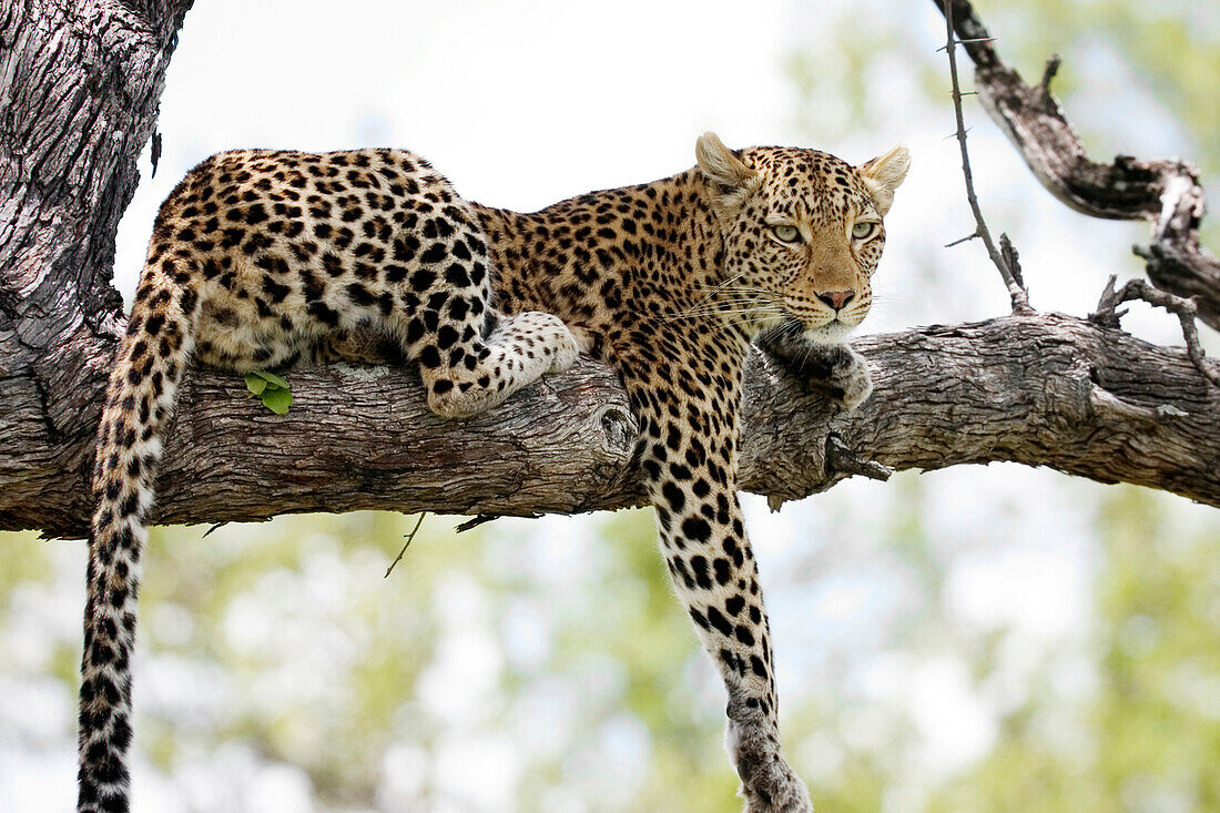 Leopard Okavango Delta Botswana