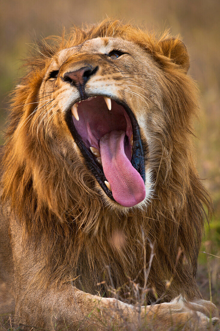 Male lion yawning showing large teeth, Ol Pejeta Conservancy, Kenya