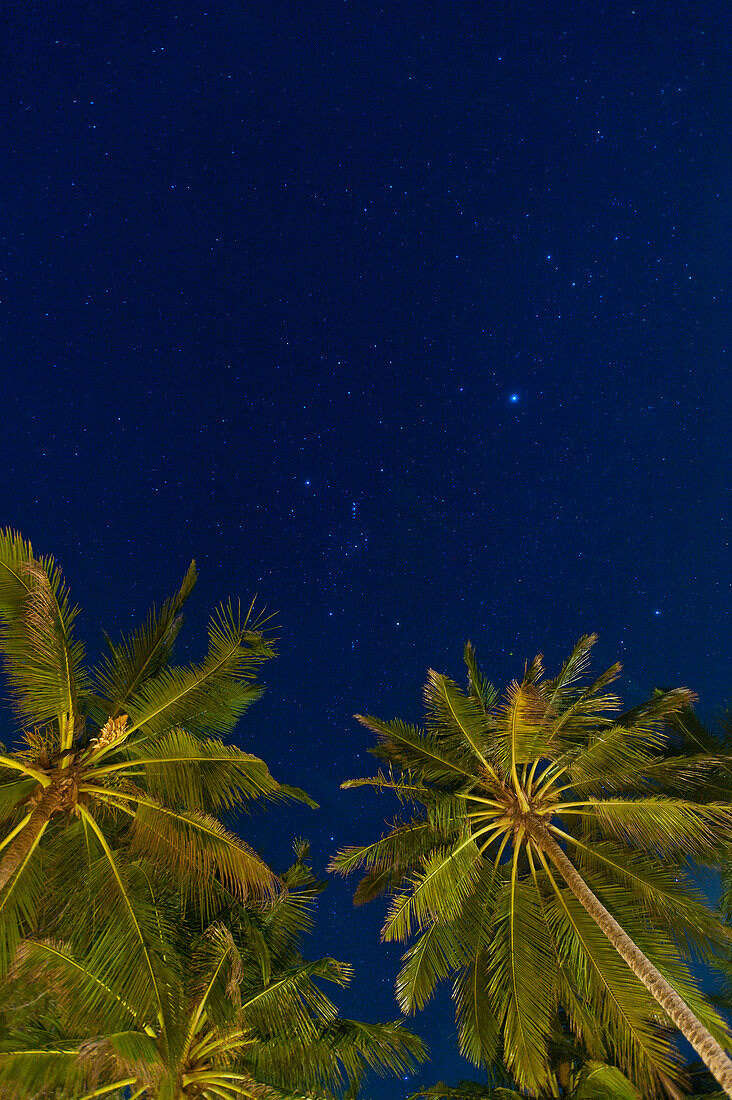 Stars at night with palm tree, near Unawatuna, Thalpe, Sri Lanka