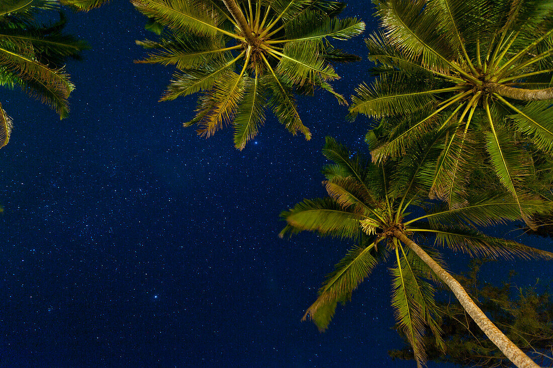 Stars at night with palm trees, near Unawatuna, Thalpe, Sri Lanka
