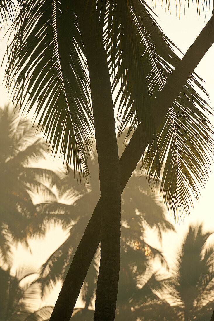 Crossed palm tree trunks at dawn, near Unawatuna, Thalpe, Sri Lanka