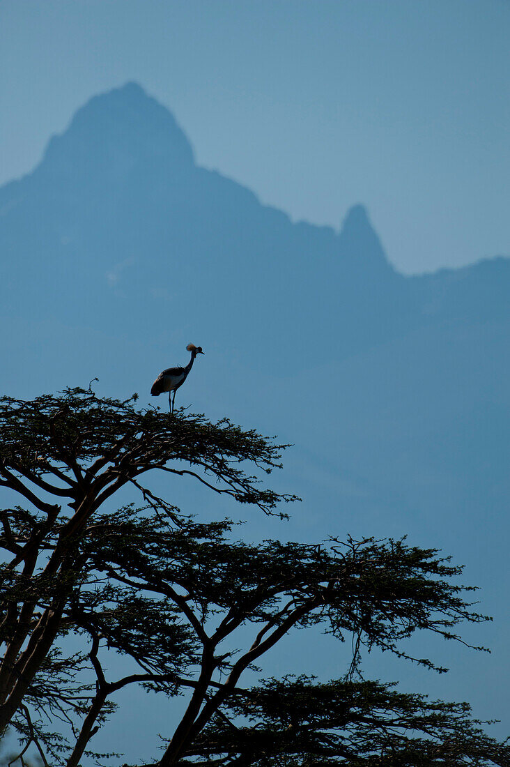 Grey Crowned Crane (Balearica regulorum) at top of tree in front of Mt Kenya, Ol Pejeta Conservancy, Kenya