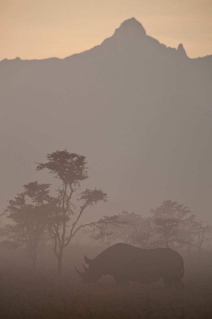 Black rhino in dawn mists with Mt Kenya behind, Ol Pejeta Conservancy, Kenya