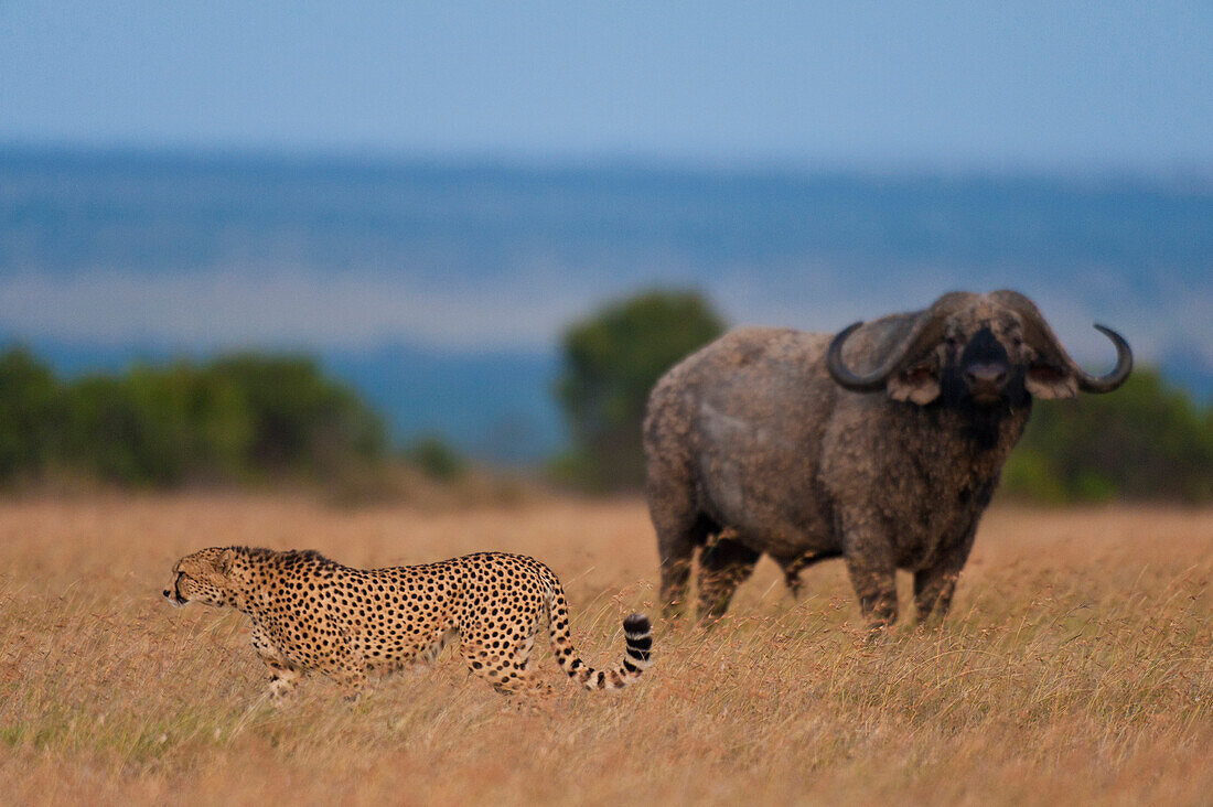 Buffalo watching cheetah walking across grassy plain, Ol Pejeta Conservancy, Kenya