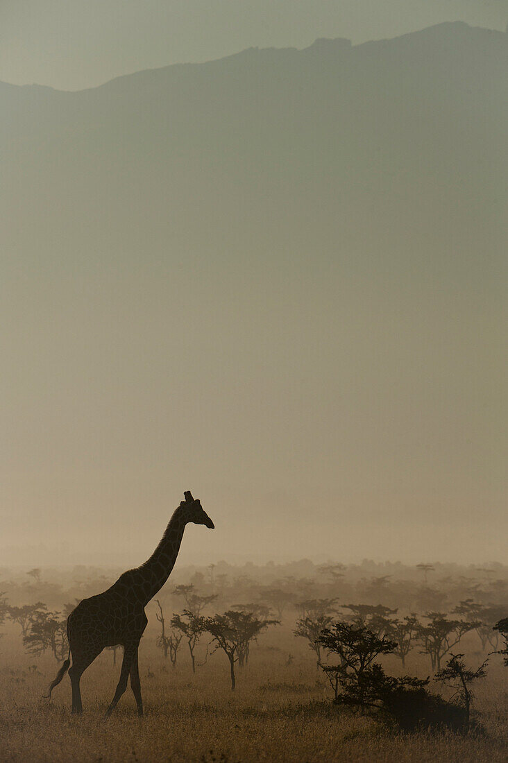 Giraffe at dawn, Ol Pejeta Conservancy, Kenya