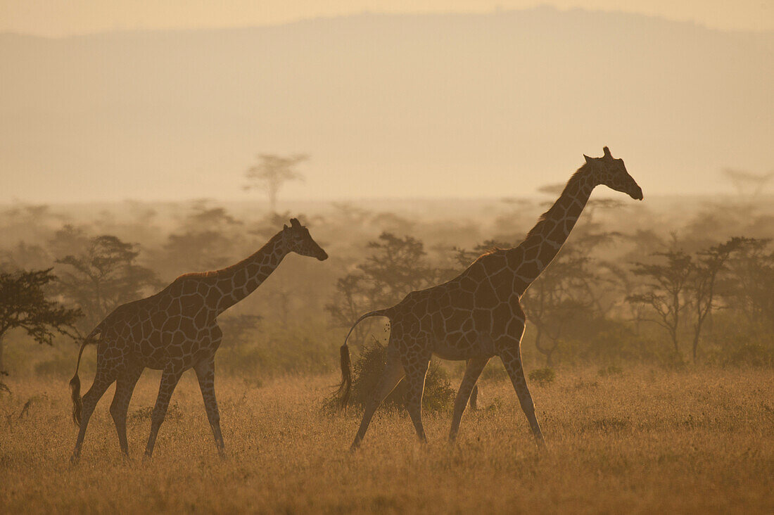 Giraffe at dawn, Ol Pejeta Conservancy, Kenya