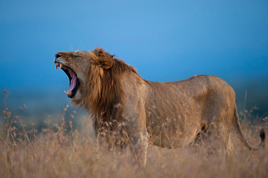 Male lion yawning at dusk, Ol Pejeta Conservancy, Kenya