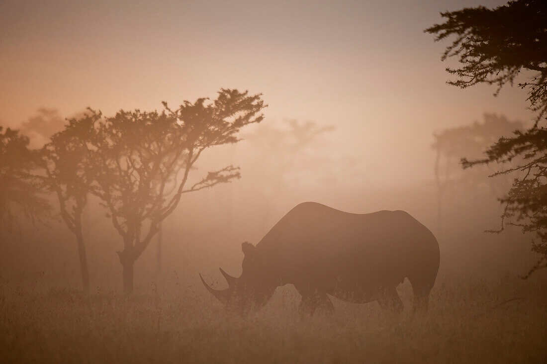 Silhouette of black rhino in dawn mists, Ol Pejeta Conservancy, Kenya