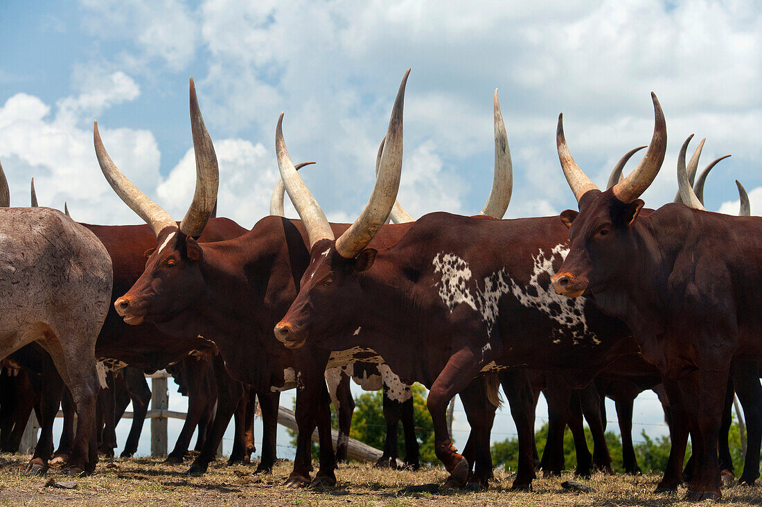 Ankole cattle, Ol Pejeta Conservancy, Kenya